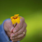 Hand mit Blume