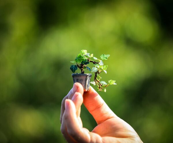 Bonsai