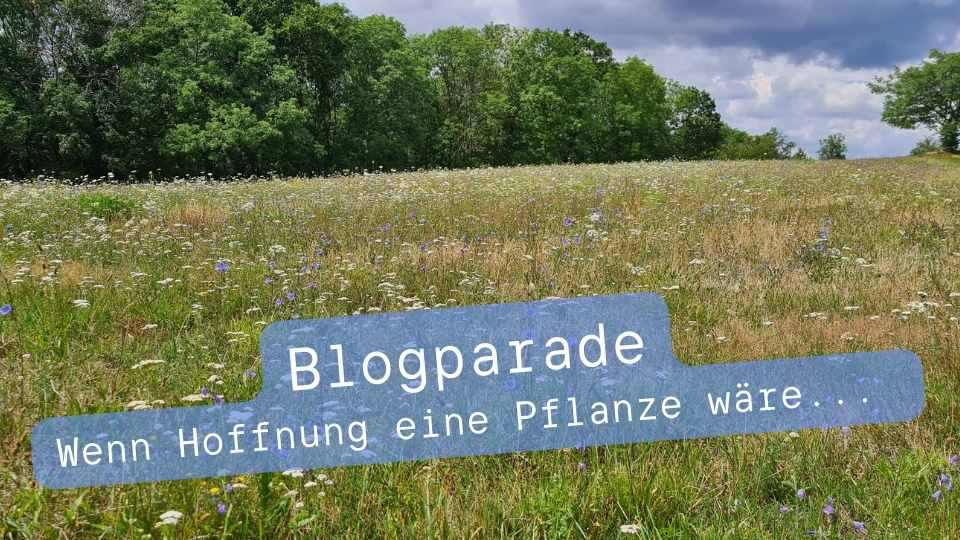 Wegwarten in trockenem Feld